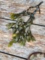 Blæretang (Fucus vesiculosus)