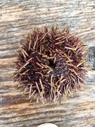 Sea urchins (Echinoidea)