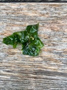 Sea lettuce (Ulva lactuca)