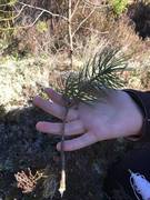 Skogfuru (Pinus sylvestris subsp. sylvestris)