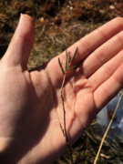 Bog-rosemary (Andromeda polifolia)