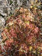 Rødtorvmose (Sphagnum rubellum)