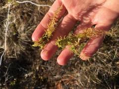 Torvmoser (Sphagnum)