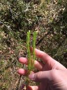 Stri kråkefot (Lycopodium annotinum)