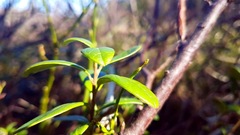 Tyttebær (Vaccinium vitis-idaea)