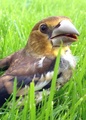 Kjernebiter (Coccothraustes coccothraustes)