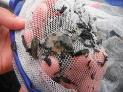 Strandreke (Palaemon adspersus)