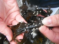 Sagtang (Fucus serratus)