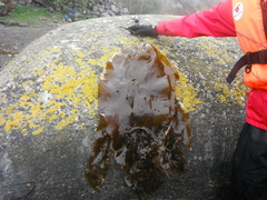 Sugar Kelp (Saccharina latissima)
