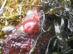 Hesteaktinie (Actinia equina)