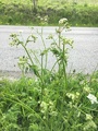 Tromsøpalme (Heracleum persicum)