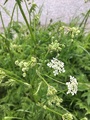 Tromsøpalme (Heracleum persicum)