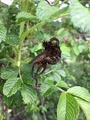 Rynkerose (Rosa rugosa)