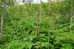 Skogskjegg (Aruncus dioicus)