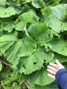 Japanpestrot (Petasites japonicus)