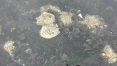Dypøsters (Crassostrea gigas)