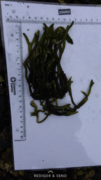 Sea grass (Ulva intestinalis)