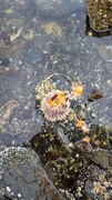 Sea urchins (Echinoidea)