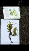 Sponge seaweed (Codium fragile)