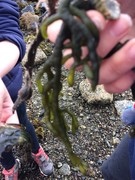 Sponge seaweed (Codium fragile)
