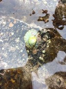 Flatøsters (Ostrea edulis)