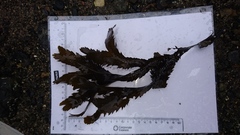 Sagtang (Fucus serratus)