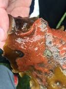Bryozoans (Bryozoa)