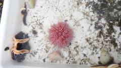 Sea urchins (Echinoidea)