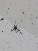 Brittle stars (Ophiuroidea)