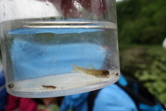 Brown trout (Salmo trutta)