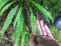 Sisselrotfamilien (Polypodiaceae)