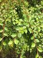 Dielsmispel (Cotoneaster dielsianus)