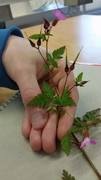 Stankstorkenebb (Geranium robertianum)