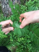 Skogrogn (Sorbus aucuparia subsp. aucuparia)