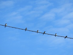 Låvesvale (Hirundo rustica)