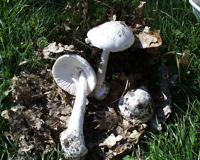 Hvit fluesopp (Amanita virosa)