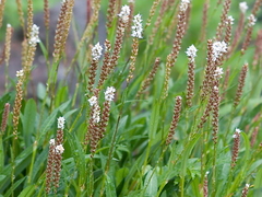 Alpine Bistort (Bistorta vivipara)