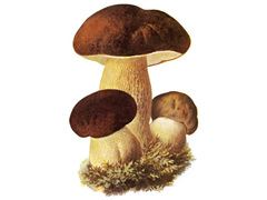 Steinsopp (Boletus edulis)