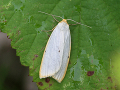 Four-dotted Footman (Cybosia mesomella)