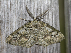 Grønn barkmåler (Cleorodes lichenaria)