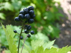 Trollbær (Actaea spicata)