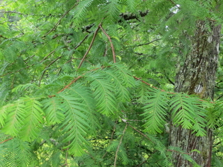 Urtidstre (Metasequoia glyptostroboides) Urtidstre (Metasequoia glyptostroboides)