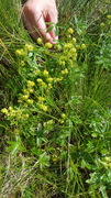 Fjellmarikåpe (Alchemilla alpina)