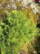 Hestespreng (Cryptogramma crispa)