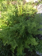 Parsley Fern (Cryptogramma crispa)
