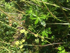 Alpine Lady's-mantle (Alchemilla alpina)