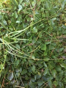 Musøre (Salix herbacea)