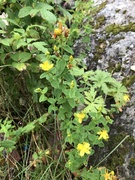 Firkantperikum (Hypericum maculatum)