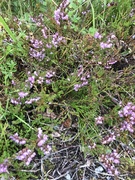 Røsslyng (Calluna vulgaris)