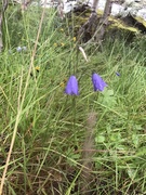 Blåklokke (Campanula rotundifolia)